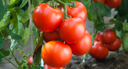 Tomato Plants And Temperature - Lowest Temperature To Grow Tomatoes