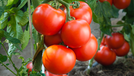 Top Tips for Bumper Tomatoes