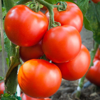 Top Tips for Bumper Tomatoes