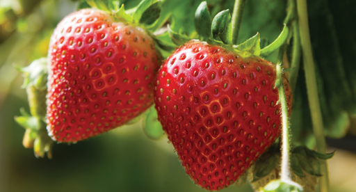 Pigment tendens sporadisk Strawberry Growing Guide | Tui | When to plant, feeding, protecting and  harvesting