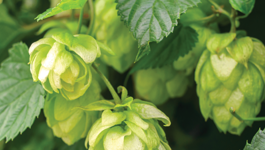 Grow your own Beer