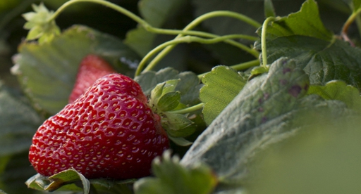 Strawberry Variety Comparison Chart