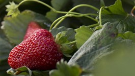 Top strawberry varieties