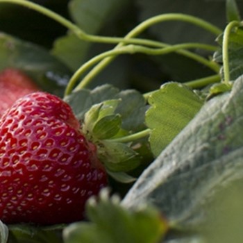 Top strawberry varieties
