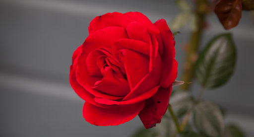 Top Tips for Beautiful Roses