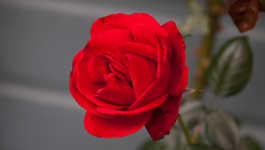 Top Tips for Beautiful Roses