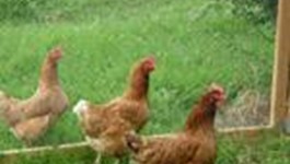 Chicken Food – crops to grow for chickens