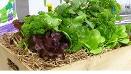 Tops tips for salad greens