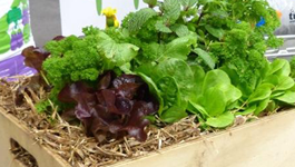 Tops tips for salad greens