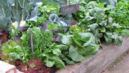 5 Top Tips for Your Spring Vege Patch!
