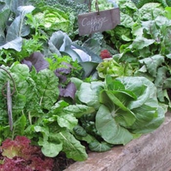 5 Top Tips for Your Spring Vege Patch!