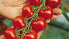 Reap the Rewards with a Little Tomato Loving Care
