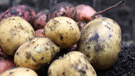 Picking your potato variety