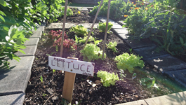 Winter Gardening on Waiheke Island