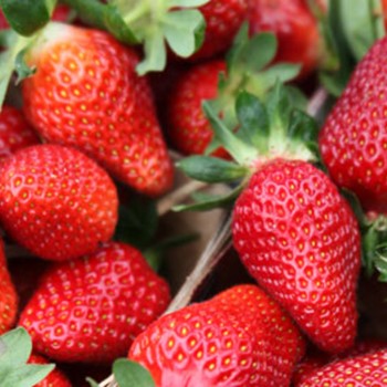 Top Tips for Strawberries