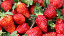 Top Tips for Strawberries