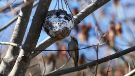 Annabel Langbein's Wild Bird Guide