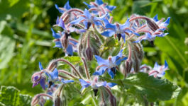 Helen Jackson's Kitchen Garden