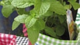 Windowsill Gardening