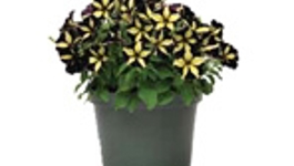 Sensational Spring Planting