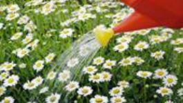 Water – the lifeline of a garden