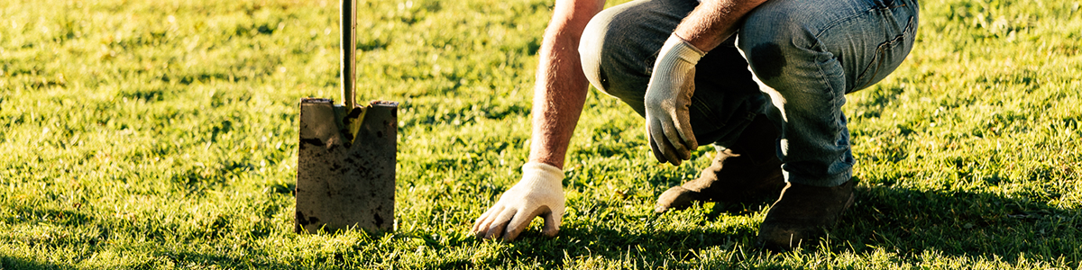 Tui common lawn problems and solutions