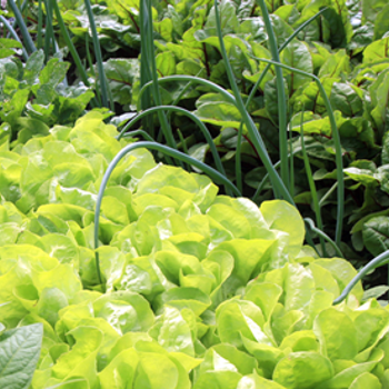 Winter Companion Plants