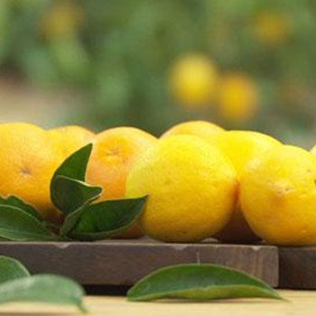 Top Tips for Successful Citrus