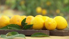 Top Tips for Successful Citrus