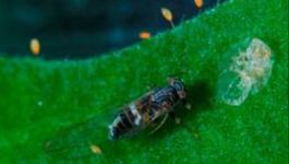 Controlling tomato/potato psyllid