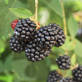 Blackberries