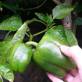 Capsicum