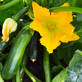 Courgettes