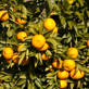 Mandarins