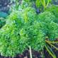 Parsley