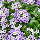 Alyssum