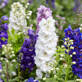 Delphinium