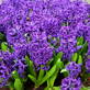 Hyacinth