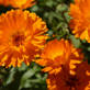 Calendula