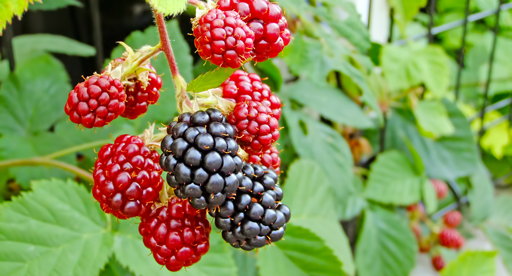 Image of Berries plant