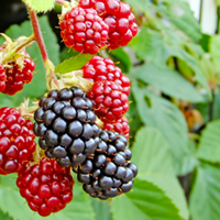Berry Growing Guide