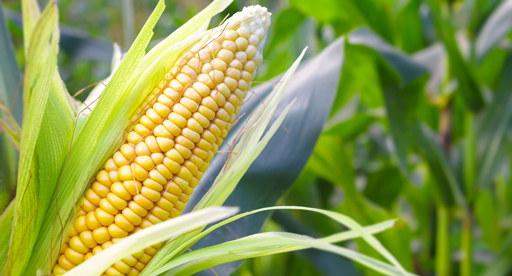 When should sweet corn be harvested?