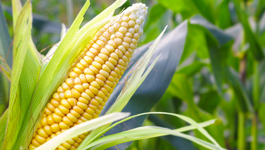 Sweetcorn Growing Guide