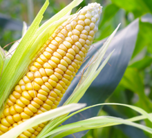 Sweetcorn Growing Guide