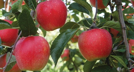 Apple Growing Guide Tui Prepare Plant Nourish Prune