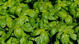 Basil Growing Guide