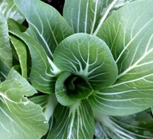 Bok Choi Growing Guide