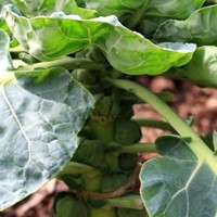 Brussels Sprout Growing Guide
