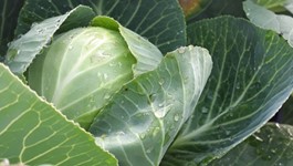 Cabbage Growing Guide