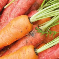 Carrot Growing Guide